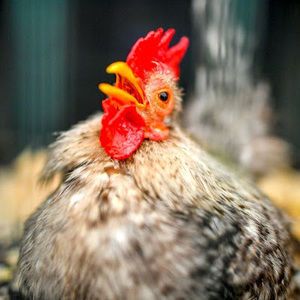 Meet your Posher, Alissa